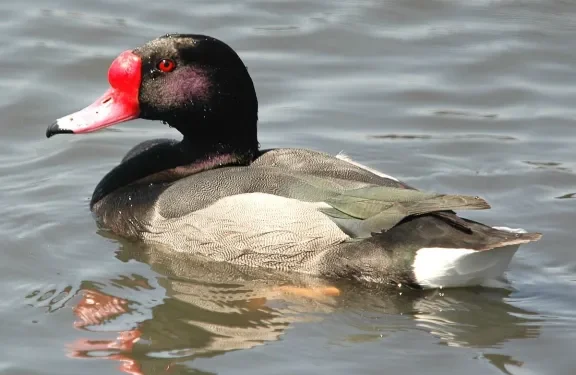 El gobernador de Entre Ríos autorizó la caza de aves autóctonas y desató la furia de agrupaciones ambientalistas