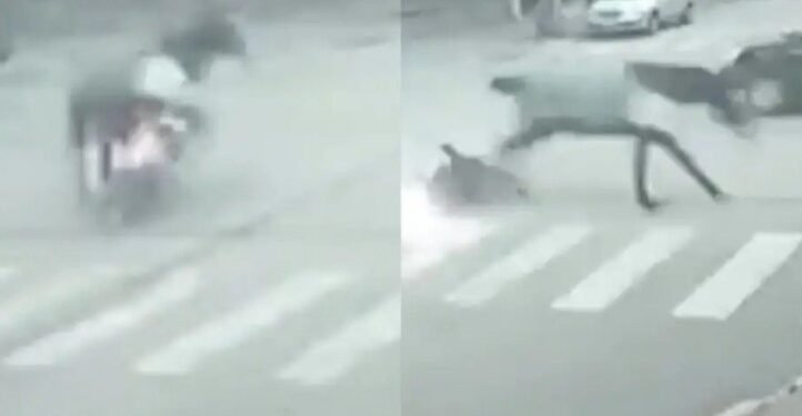 Motociclista herida tras ser impactada por un caballo en Necochea