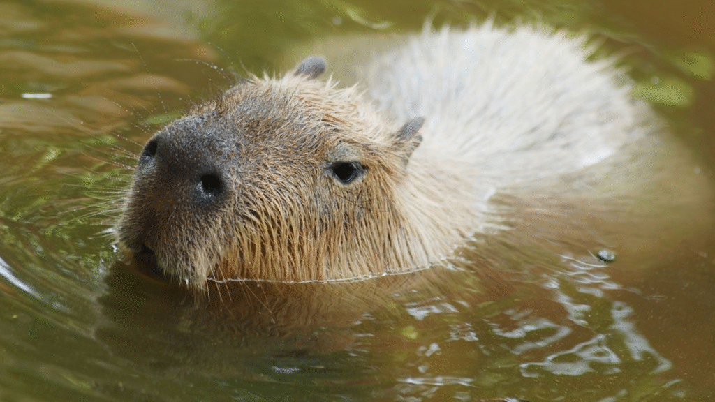 El nombre capibara revela raíces indígenas y su conexión con la naturaleza