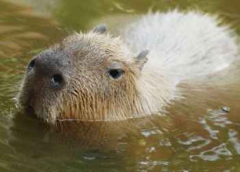 El nombre capibara revela raíces indígenas y su conexión con la naturaleza