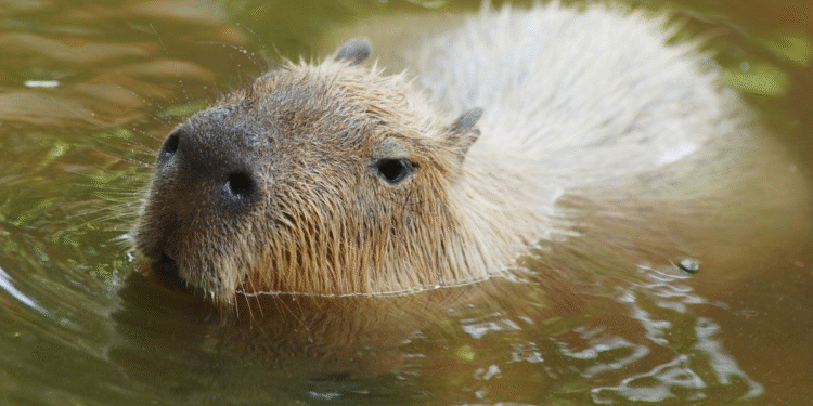 El nombre capibara revela raíces indígenas y su conexión con la naturaleza