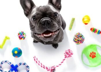 Convierte camisas viejas en juguetes ecológicos para tus mascotas en casa