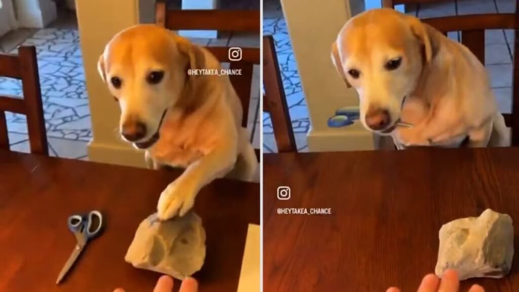 Perro gana a su dueño en piedra, papel o tijera: ¡mira el video viral!
