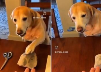Perro gana a su dueño en piedra, papel o tijera: ¡mira el video viral!
