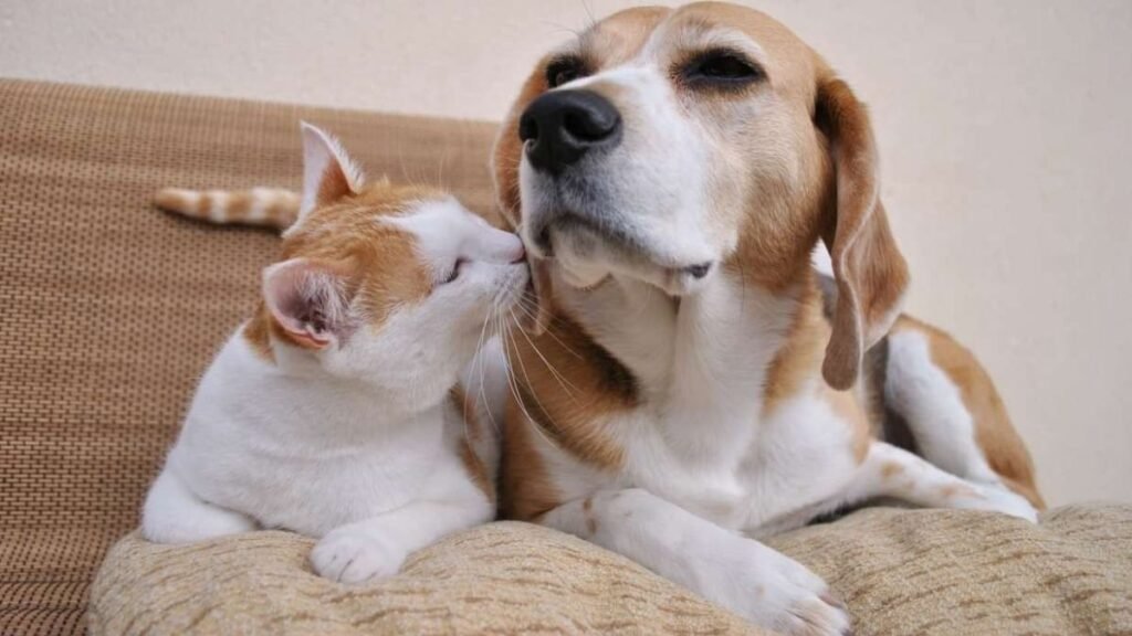 Descubre por qué los gatos superan en longevidad a los perros, según la ciencia