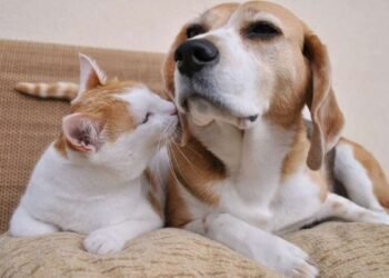 Descubre por qué los gatos superan en longevidad a los perros, según la ciencia