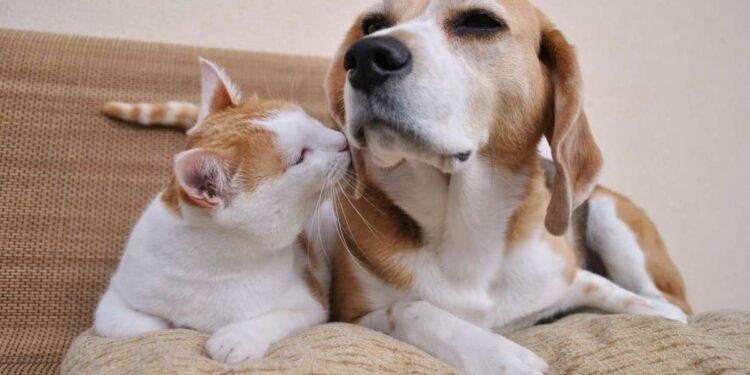 Descubre por qué los gatos superan en longevidad a los perros, según la ciencia