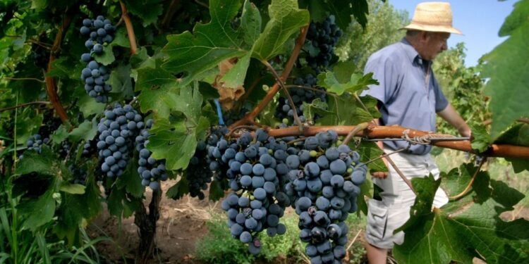 San Rafael podría obtener reconocimiento como área libre de “Lobesia Botrana”