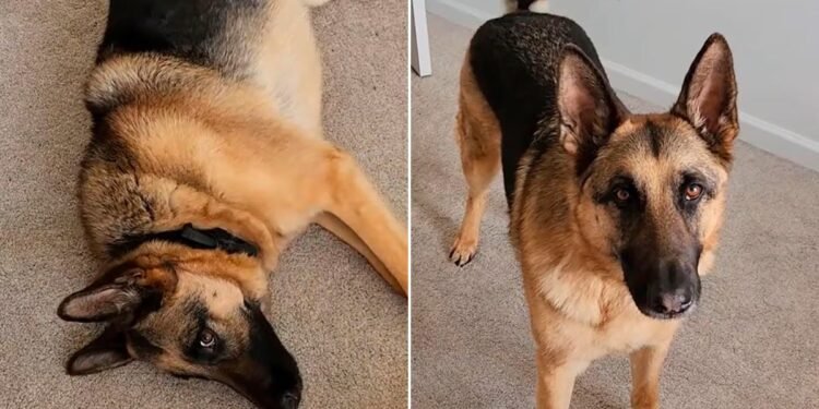 Un perro mexicano deslumbra en TikTok con su actuación viral de hambre y debilidad