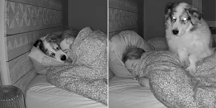 Un perro australiano se vuelve viral en TikTok con sus travesuras nocturnas junto a su dueña