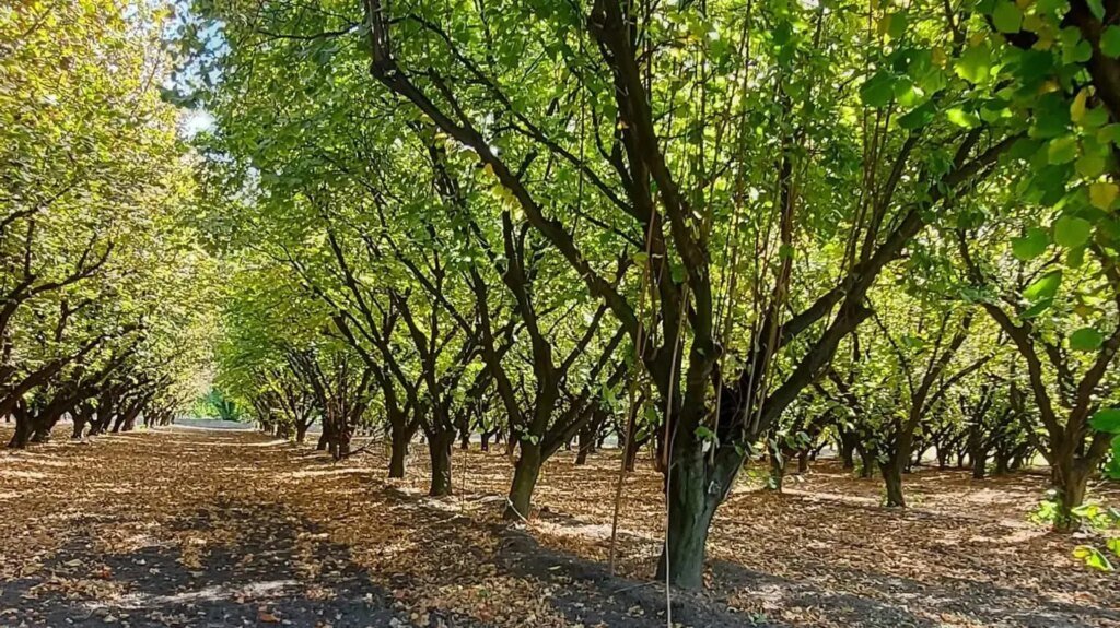 El valle de Viedma impulsa la producción de avellanas para el mundo