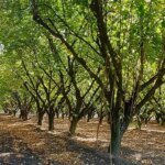 El valle de Viedma impulsa la producción de avellanas para el mundo