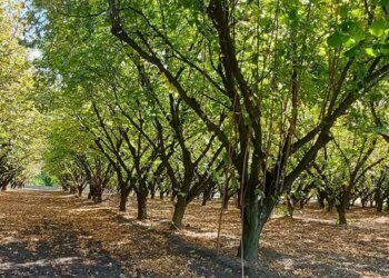 El valle de Viedma impulsa la producción de avellanas para el mundo