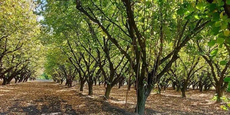 El valle de Viedma impulsa la producción de avellanas para el mundo