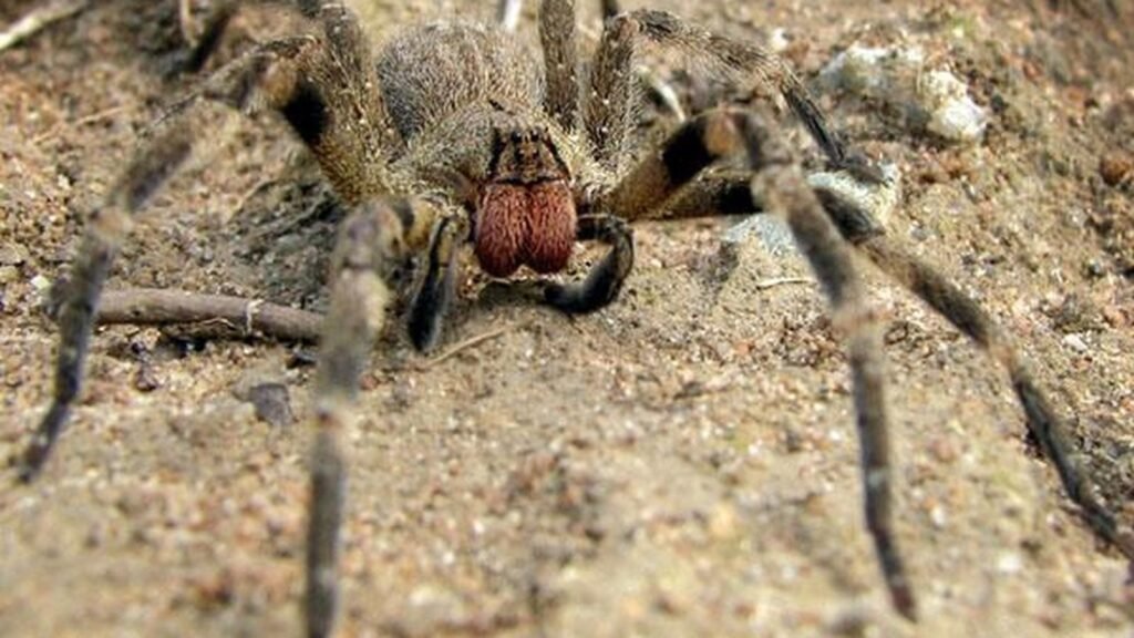 Descubren efecto sorpresa del veneno de la araña errante brasileña en erecciones