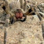 Descubren efecto sorpresa del veneno de la araña errante brasileña en erecciones