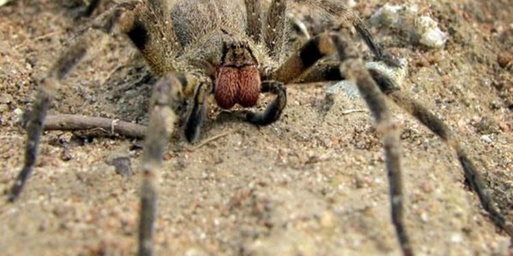 Descubren efecto sorpresa del veneno de la araña errante brasileña en erecciones