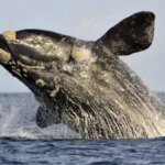 Comienza la temporada de avistaje de ballenas en Puerto Madryn