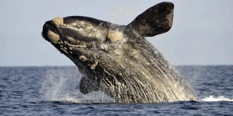 Comienza la temporada de avistaje de ballenas en Puerto Madryn