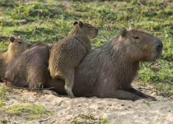 Expertos advierten sobre el peligro de tener carpinchos como mascotas