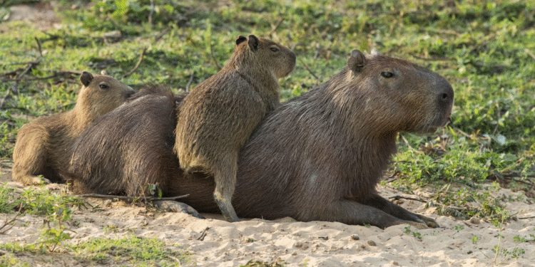 Expertos advierten sobre el peligro de tener carpinchos como mascotas