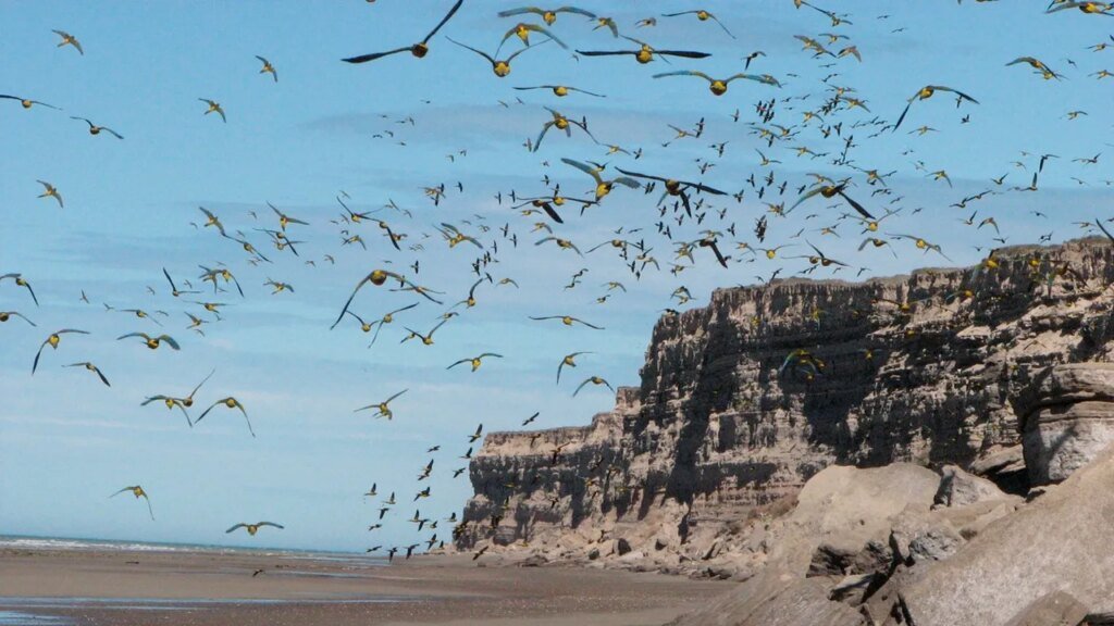 La colonia de loros barranqueros en El Cóndor, un tesoro global en riesgo