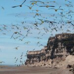 La colonia de loros barranqueros en El Cóndor, un tesoro global en riesgo