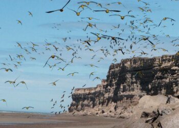 La colonia de loros barranqueros en El Cóndor, un tesoro global en riesgo