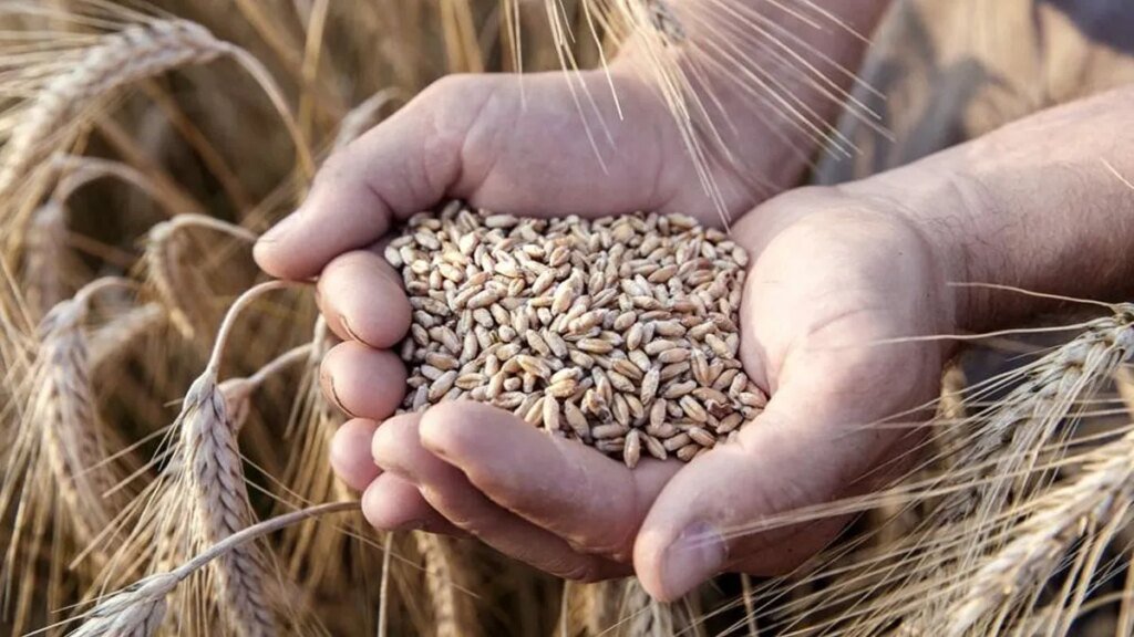 Científicos descubren región genética que mejora la fertilidad del trigo