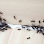 Utiliza vinagre para eliminar las hormigas de tu hogar de forma efectiva