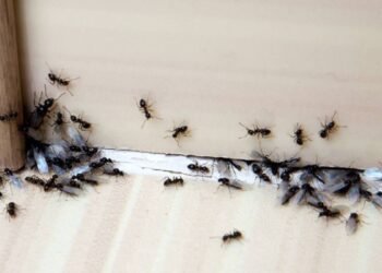 Utiliza vinagre para eliminar las hormigas de tu hogar de forma efectiva