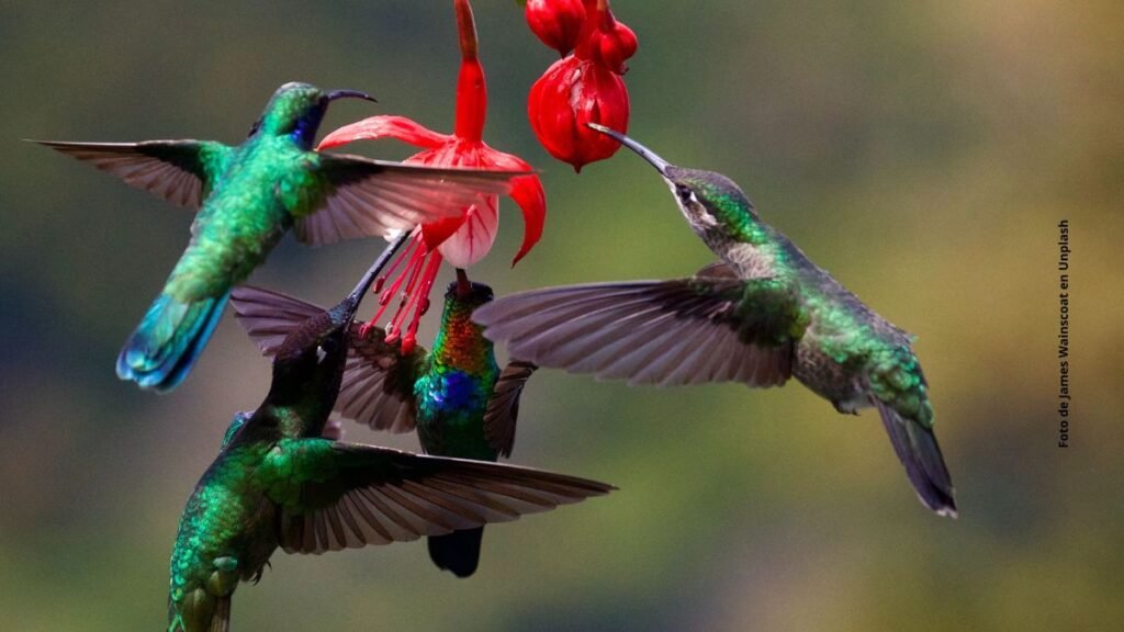 La llegada de un colibrí a tu hogar: ¿signo de un ser querido?