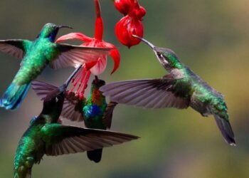 La llegada de un colibrí a tu hogar: ¿signo de un ser querido?