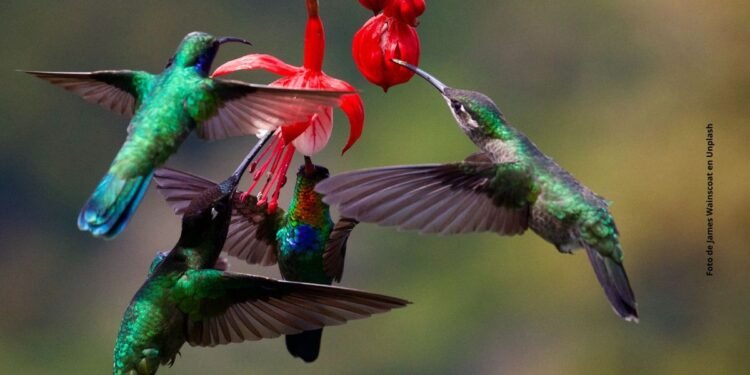 La llegada de un colibrí a tu hogar: ¿signo de un ser querido?