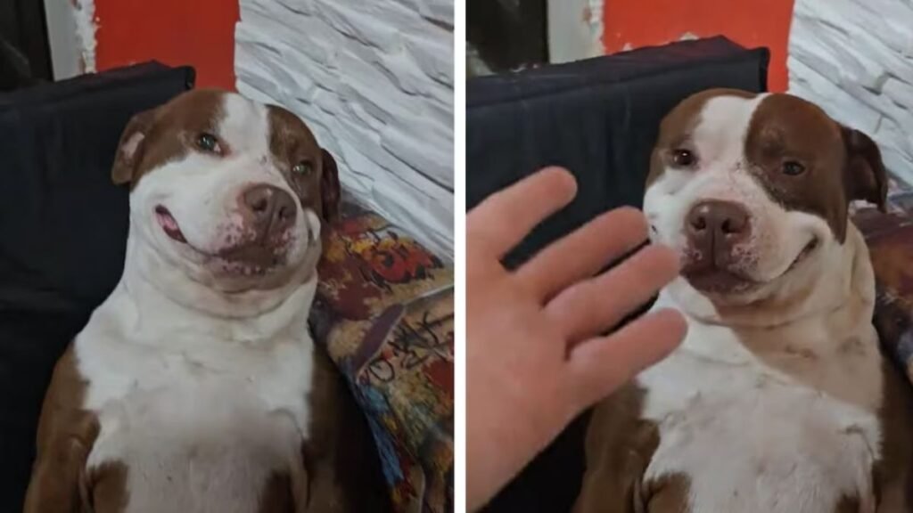 Un perro pitbull sorprende al ser guardián con una sonrisa y ternura