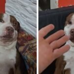 Un perro pitbull sorprende al ser guardián con una sonrisa y ternura