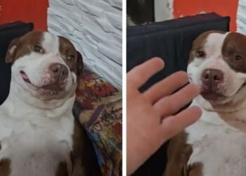Un perro pitbull sorprende al ser guardián con una sonrisa y ternura