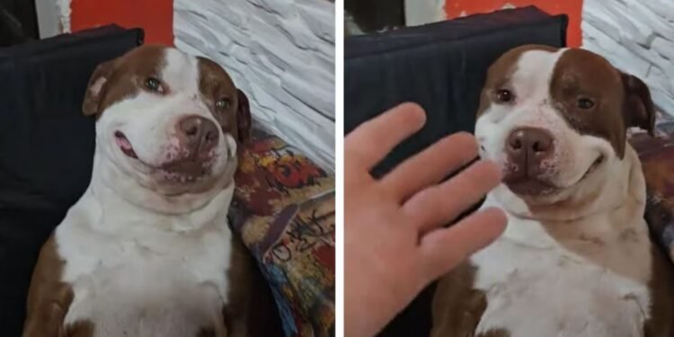 Un perro pitbull sorprende al ser guardián con una sonrisa y ternura