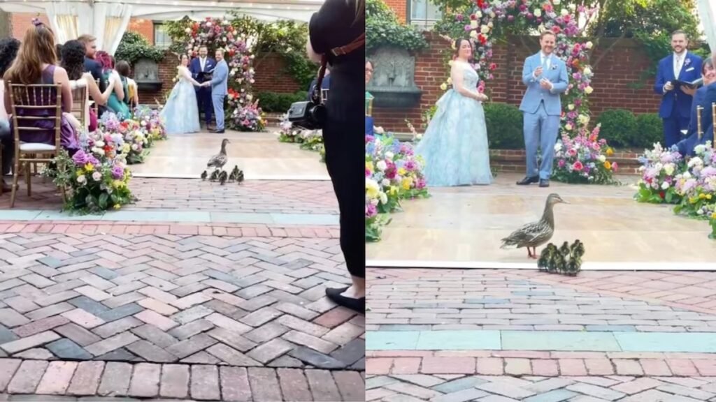 Patos irrumpen en boda en EE.UU. y generan ternura viral en redes