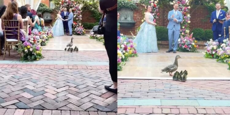Patos irrumpen en boda en EE.UU. y generan ternura viral en redes