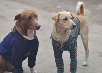Cuidado con abrigar perros callejeros: los riesgos del frío extremo