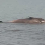 Ballena muerta en la costa del Río de la Plata genera alarma y operativo