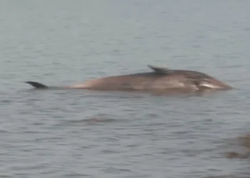 Ballena muerta en la costa del Río de la Plata genera alarma y operativo