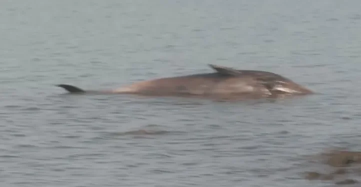 Ballena muerta en la costa del Río de la Plata genera alarma y operativo