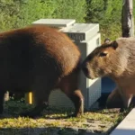 Denuncian operativo para trasladar carpinchos en Nordelta, pese a una cautelar judicial