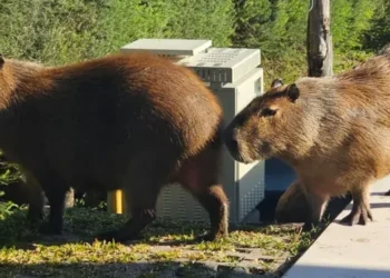 Scioli propone traslocar carpinchos de Nordelta a islas del Delta