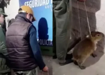 Detienen a un hombre por intentar vender un carpincho bebé en Goya