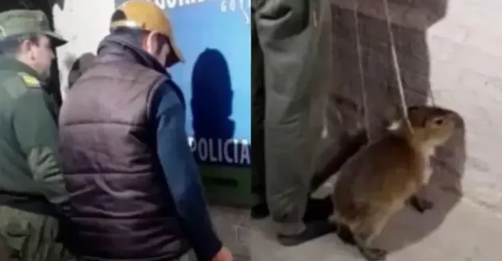 Detienen a un hombre por intentar vender un carpincho bebé en Goya