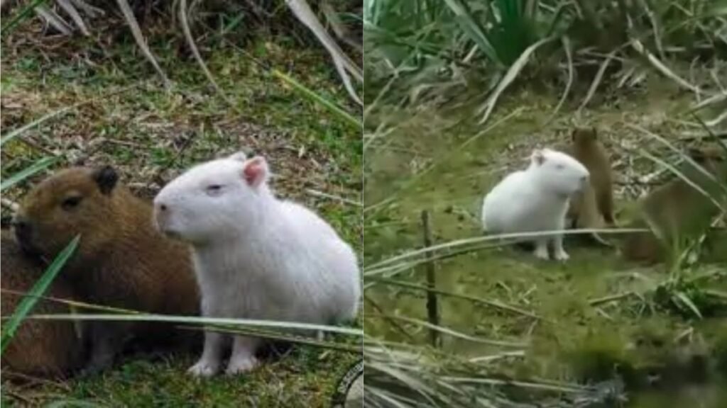 Murió el carpincho albino que se volvió viral en redes sociales