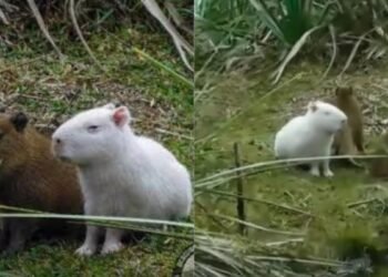 Murió el carpincho albino que se volvió viral en redes sociales